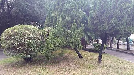 [新北美食]板橋區溪崑二街大坪數溪洲公園、私密賞櫻花地點的板