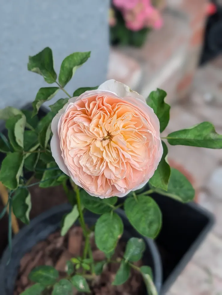 David Austin Wedding Rose - Juliet