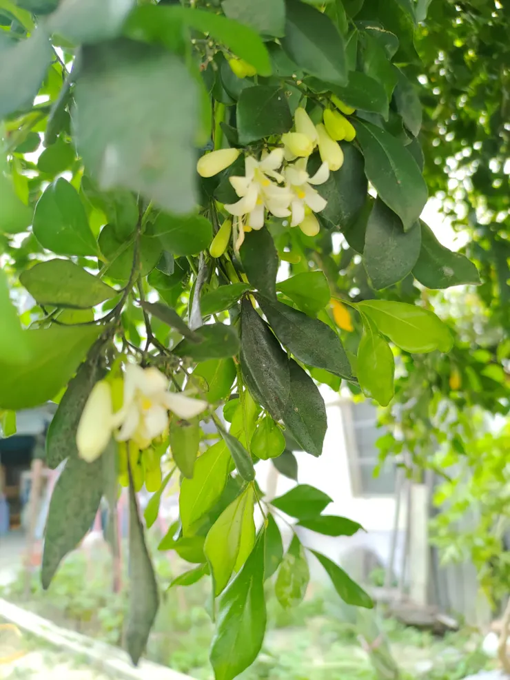 屏東婆家的七里香樹