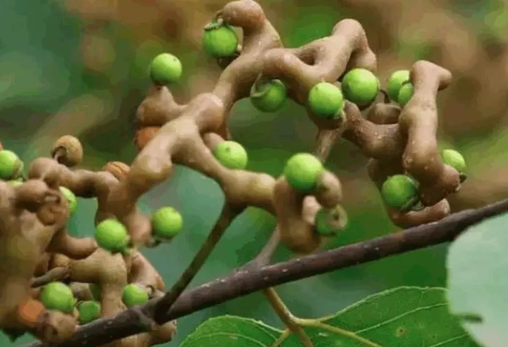 拐棗(Hovenia acerba)