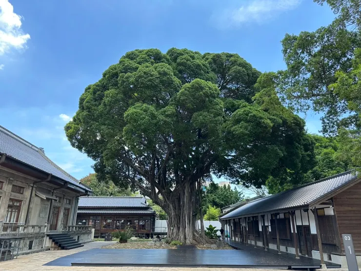 從日治時代就存在的百年老榕樹