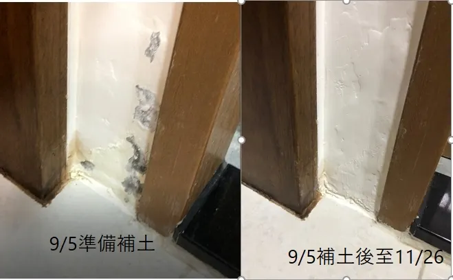 ９月初補土，11月觀察防水情況良好