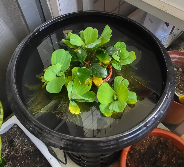 大薸的現况(李建崑攝影)