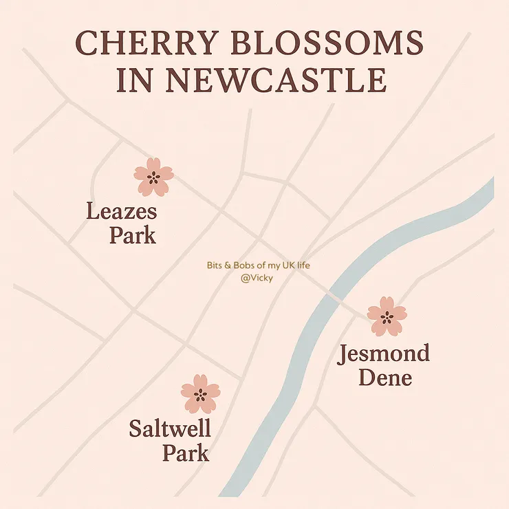 Cherry blossoms in parks all over Newcastle