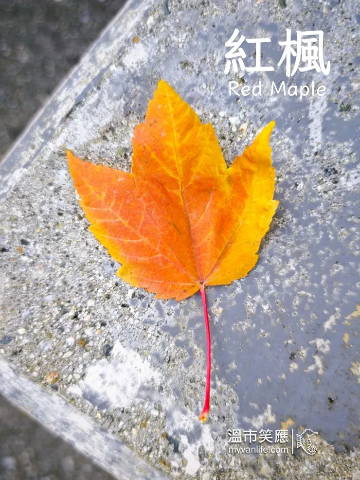 大溫最常見的楓樹品種，葉形開裂三瓣，入秋轉紅或黃色