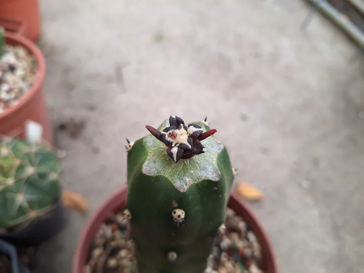 2025/12/19，長出了小花苞