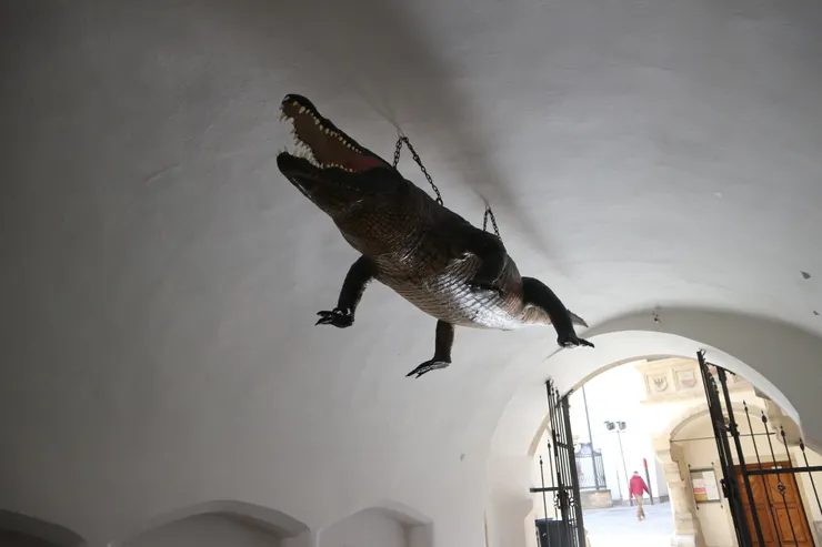 這明明就是鱷魚，捷克人是沒看過龍嗎？