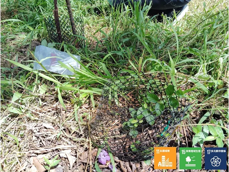 刈整間，發現幾株被野草掩覆的呂宋莢蒾，除草後，趕緊用龜殼網及樹枝標定，防止之後維護時被誤踩、誤除