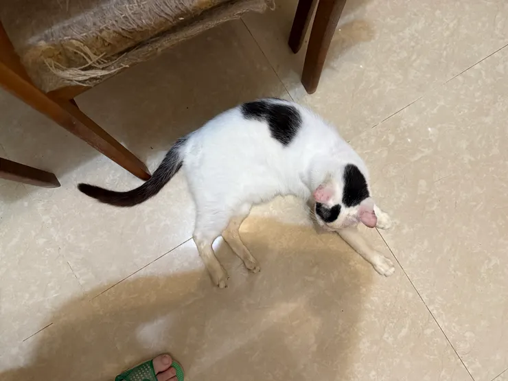 6/30 21:17 牛仔 廚房 左邊 休息