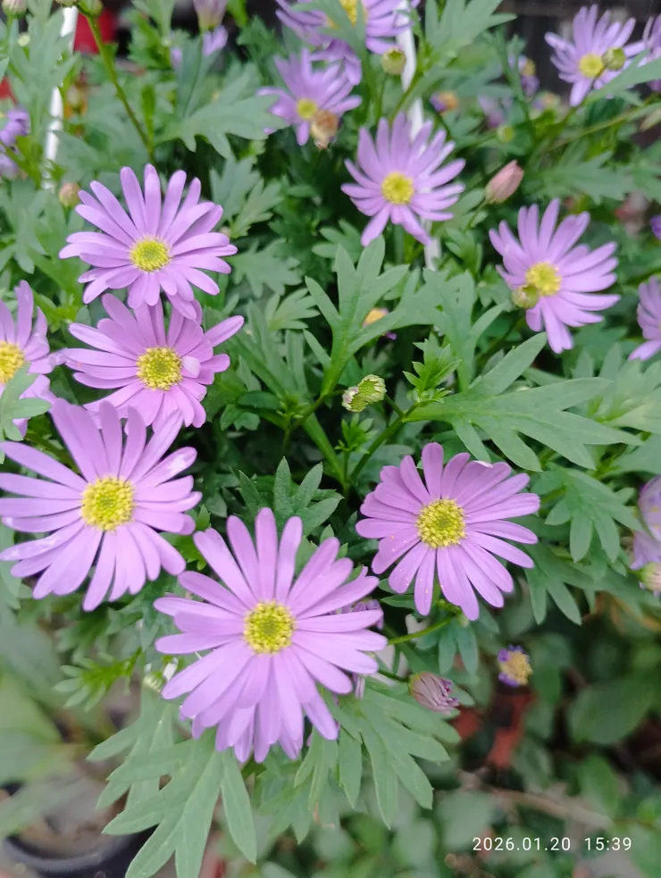 花樹深院鬥清妍，皆自拍攝；絲河菊