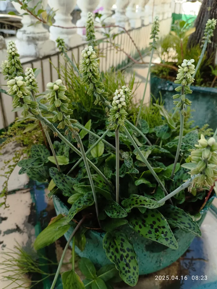 油點百合花開往上