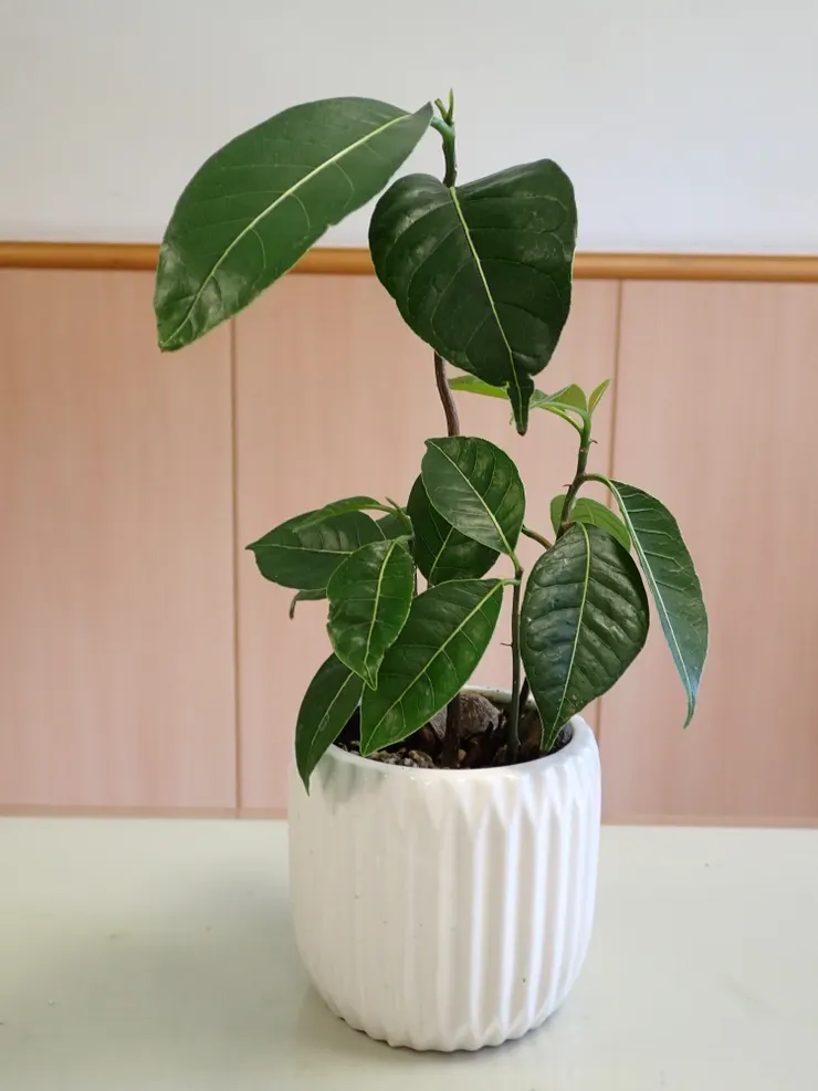 蘆洲慈濟114.08.28