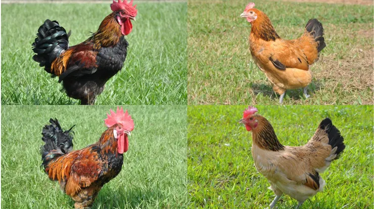 圖為臺灣四大土雞近親品系（農傳媒)