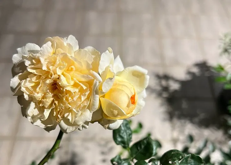 一朵幾乎被暴力擠壓著