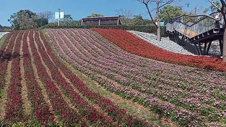 [台北旅遊]凱達格蘭族北投社到北投區三層崎公園花海、大冠鷲著