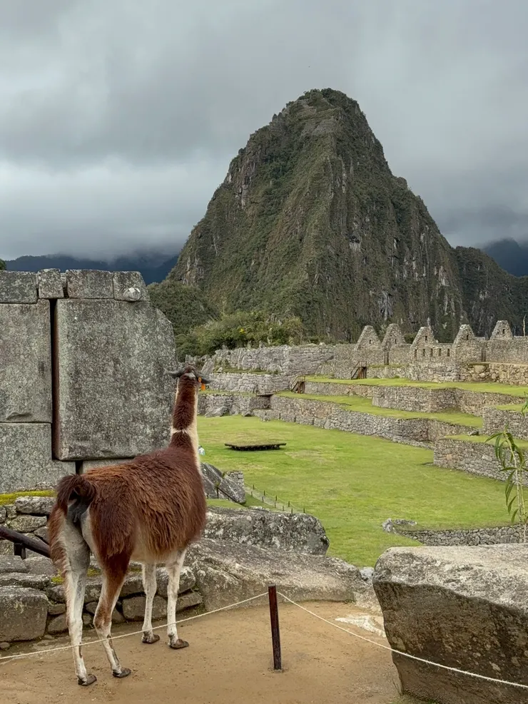 駱馬望向華納比丘