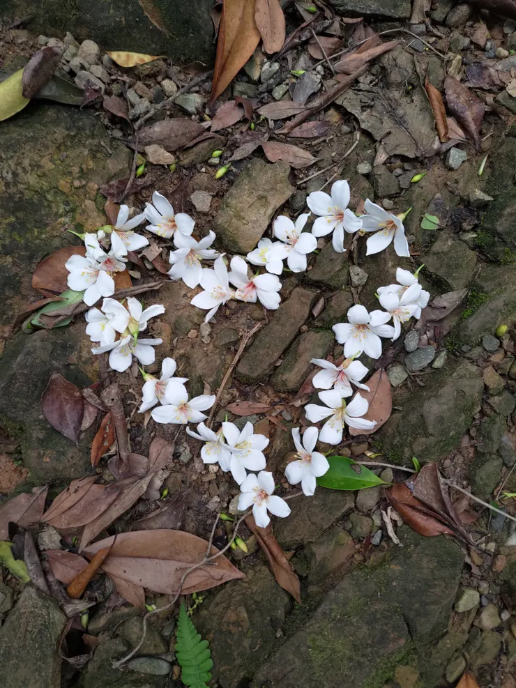 圖片來源：自攝