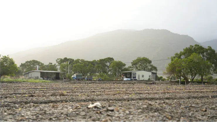 準備種植澳洲茶樹前的土地