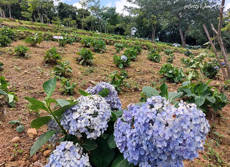 ▲桃園龍潭「穧粑崠咖啡農場」、「越軌咖啡」/ 圖片來源：Betty's Jump Diary