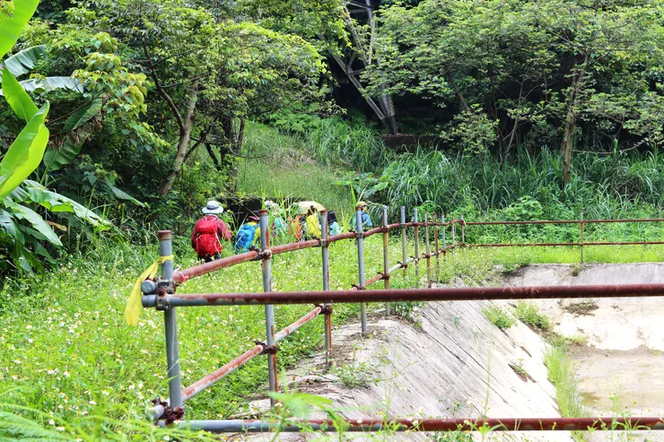 ▲上到這處芒草路段，有個水池，不知用途。