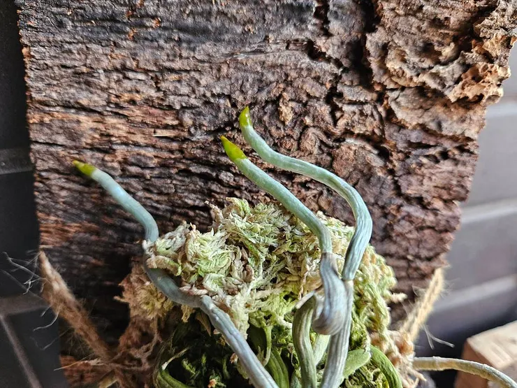 圖三、長出氣根的植株。這些氣根準備攀上木板。