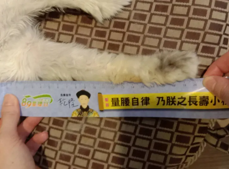 先前的醫師都要求超音波檢查前兩小時給蒼太吃鎮定劑,這是吃過鎮定劑量腳長的紀錄