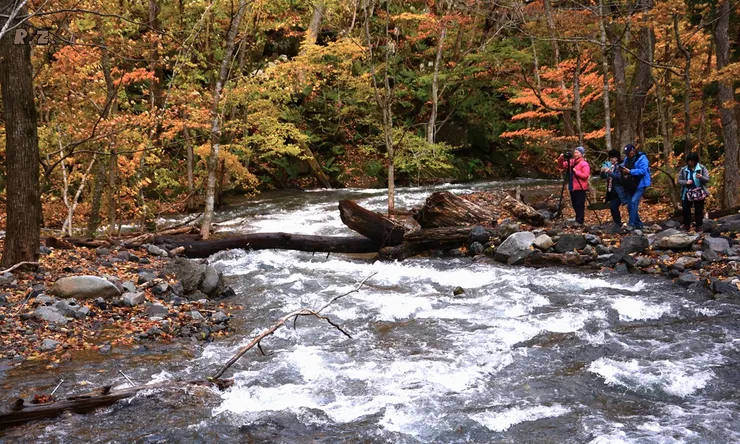 獵取奧入瀨溪的美麗 ([陳傳義]拍攝)