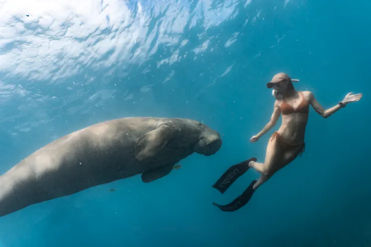 飄著休息的儒艮