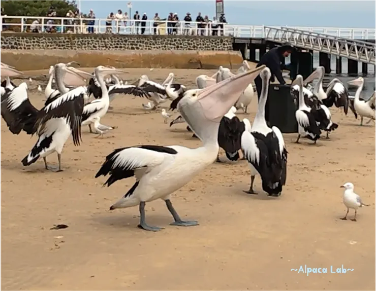 含著戰利品跑出鳥群,喉囊整個鼓起