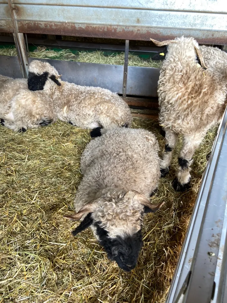 黑面羊是瑞士瓦萊州特有的綿羊