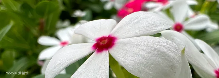 我沒興趣拍下整個花圃，只喜歡近距離拍攝花兒。