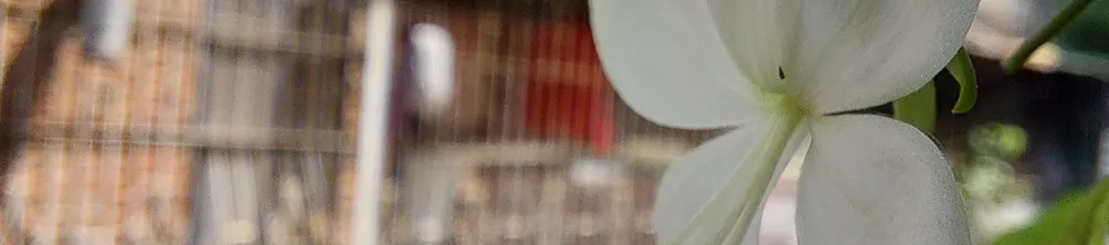 懶惰的隱形人