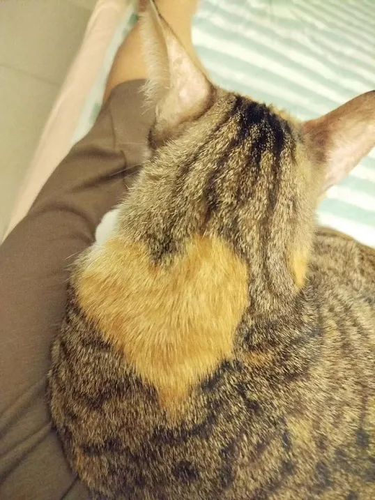 糖公主某個角度的愛心很明顯