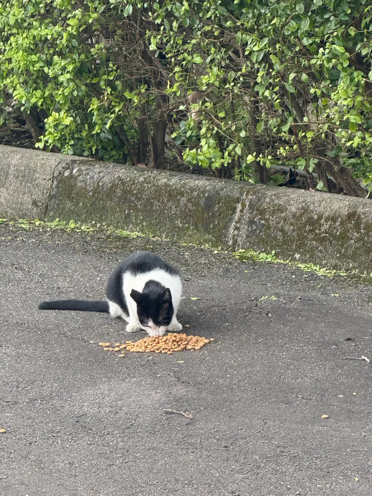 2025/11/20 聽得到貓咬飼料的尻尻聲，圓圓也是這聲音