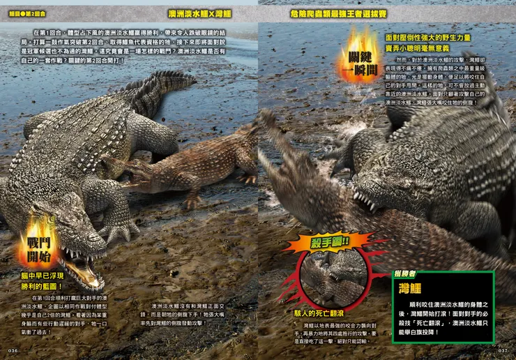澳洲淡水鱷Ｘ灣鱷｜最強戰鬥6 危險爬蟲類 最強王者大戰圖鑑｜小角落文化