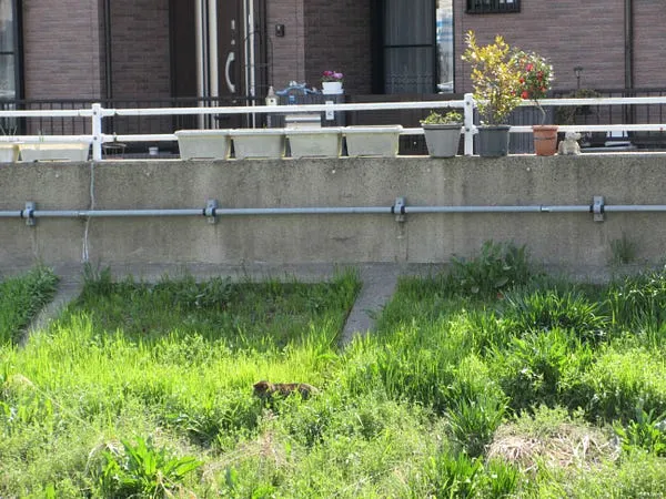 2025年,隱藏在草叢中的黑胖貓。