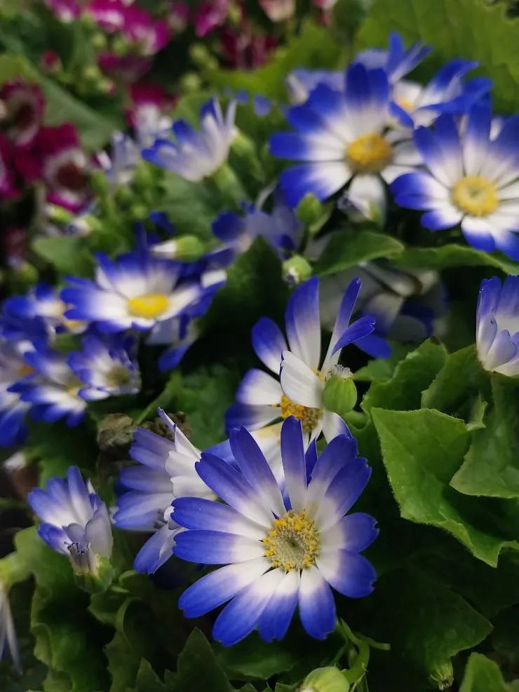 瓜葉菊Pericallis hybrida