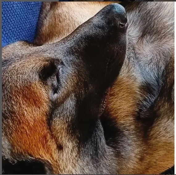 我是帥氣的比利時狼犬