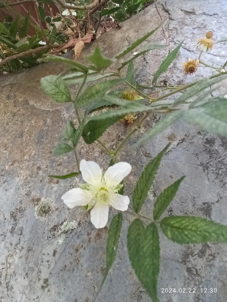 懸勾子，自拍攝