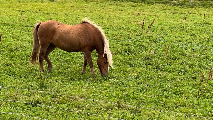 跟冰島相同品種的馬