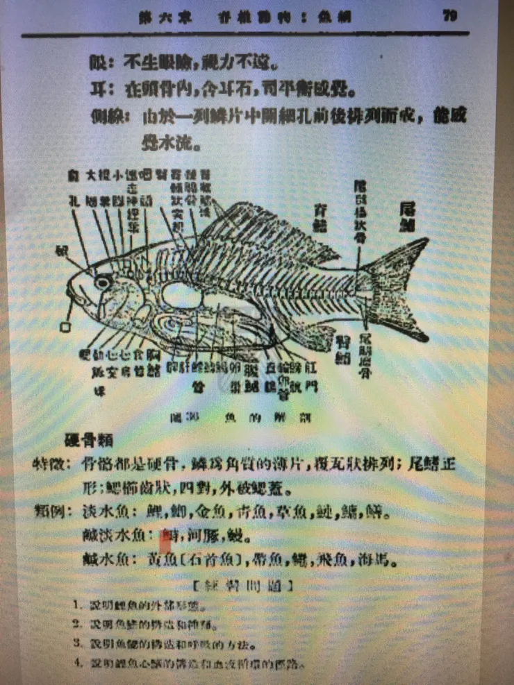 紅色螢光筆記號即為關鍵字「鰣」魚