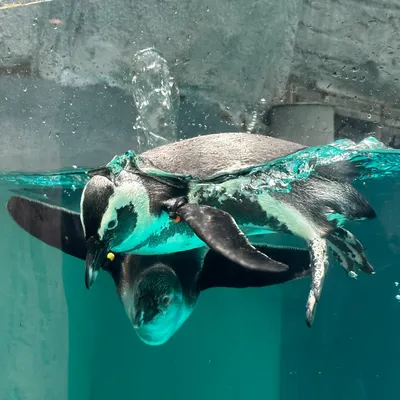 嘿！嘻瑞的沙龍