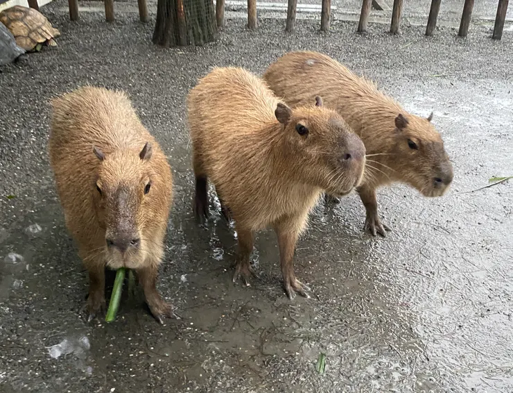 難得三隻一起入境