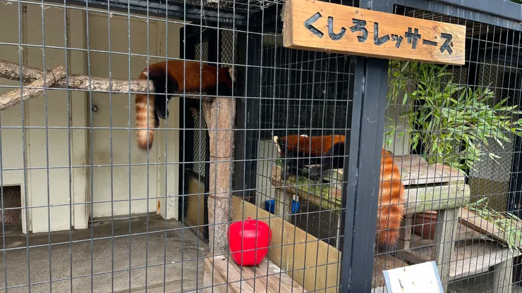 通常牠們趴在木架上休息或懶洋洋地移動。