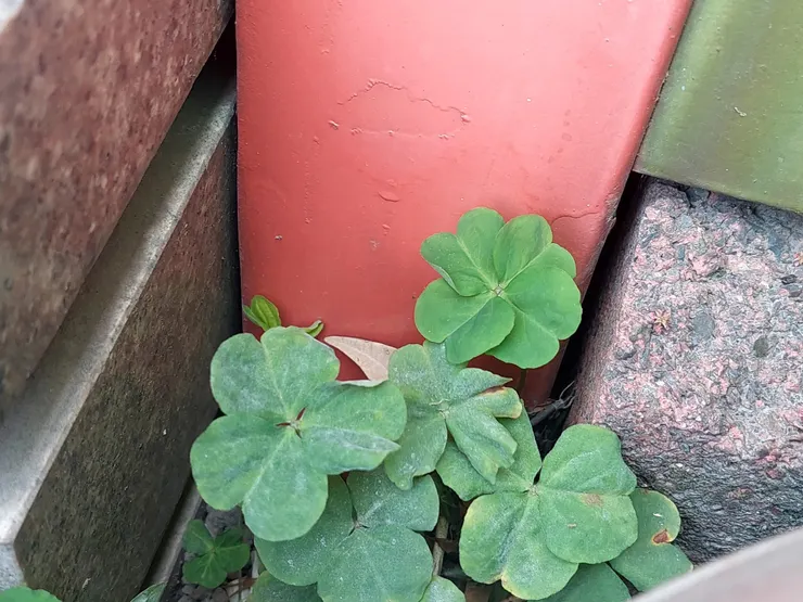 紫花酢漿幸運草