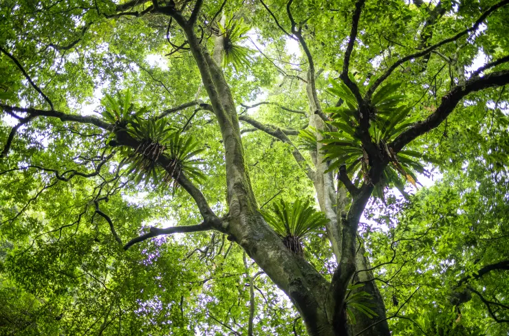 長滿山蘇的百年大猴歡喜：爸爸樹