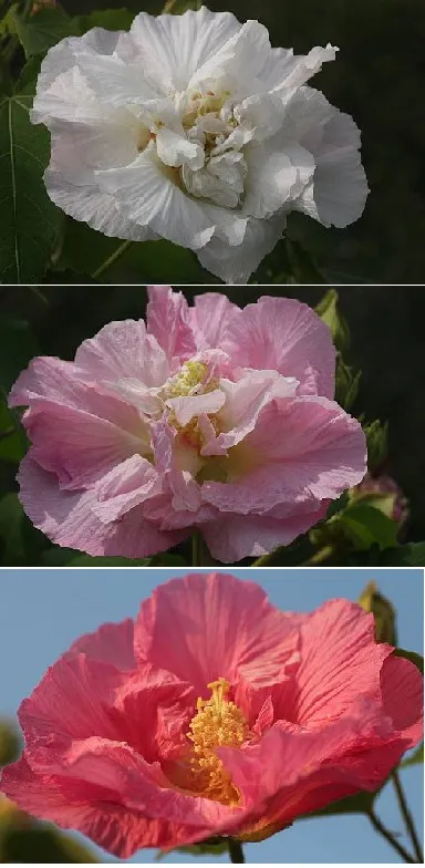 木芙蓉的花色會由早晨初綻的白色逐漸變紅，中午變成粉紅，黃昏則變成桃紅，故有「三變木芙蓉」的稱號