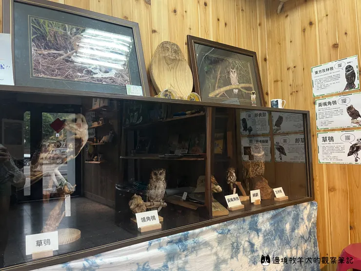 11 種貓頭鷹標本，在展覽中都能看見