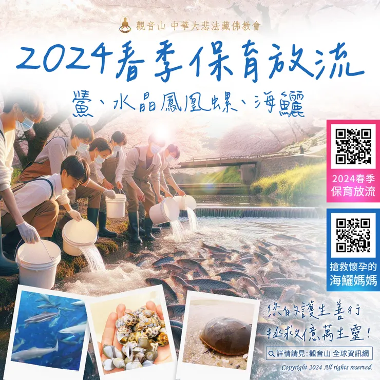 觀音山 2024搶救懷孕的海鱺媽媽 暨 春季 愛護海洋‧保育放流活動
