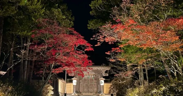 夜晚燈光照耀下的高野山,兩側楓葉轉紅,營造出秋日寧靜氛圍